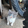 animal_portrait, bicycle, bicycle_wheel, blue_eyes, cat, close_up, concrete, ears, fluffy, fur, garage, gray_cat, ground, kitten, outdoor, paws, standing, tire, whiskers, white_chest