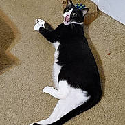 Mickey joined the competition — help win amazing prizes! cat, black_and_white, carpet, indoor, pet, feline, wide_eyes, open_mouth, scratcher, floor, fur, whiskers, animal, lying_down, playful, domestic, cute, alert, mammal, household
