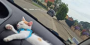 Pito participe au concours pour gagner de l'argent avec cette photo : cat, kitten, dashboard, car, harness, sleeping, white, orange, road, street, house, sidewalk, tree, bush, car_in_background, cloudy_sky, vehicle_interior, pet, relaxed, domestic_animal