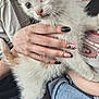 kitten, cat, pet, animal, furry, hand, nail_art, person, clothing, jeans, seatbelt, car, indoor, cute, young, fur, mammal, holding, soft, comfort