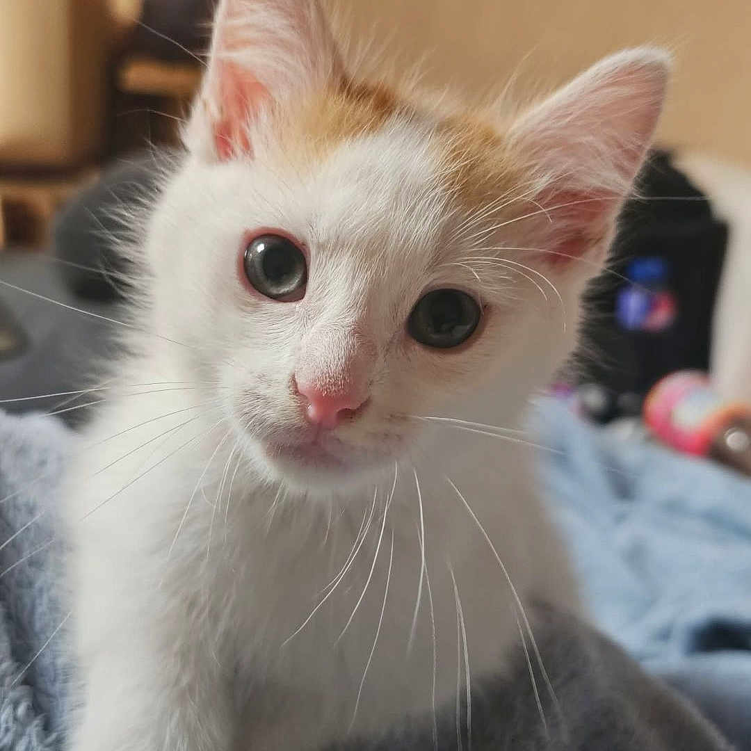 Pito participe au concours pour gagner de l'argent avec cette photo : animal_face, blue_blanket, cat, close_up, curious, cute, domestic_animal, ears, feline, fur, indoor, kitten, orange_patch, pet, pink_nose, small_animal, soft_texture, whiskers, white_fur, young_animal