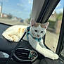 Pito a rejoint le concours — aidez-le/la à gagner de superbes lots ! cat, white_cat, orange_spots, harness, car_interior, dashboard, air_vent, cat_sticker, window, leash, stretching, pet, road_trip, blurred_background, sunlight, cute, animal, feline, indoor, relaxed