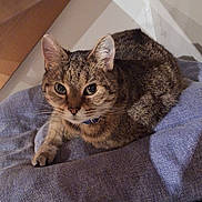 Scrat a rejoint le concours — aidez-le/la à gagner de superbes lots ! cat, tabby, pet, animal, feline, closeup, indoor, resting, fur, whiskers, ears, collar, curious, cozy, blue, fabric, texture, relaxed, cute, looking