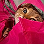 cat, pet, animal, pink_bag, fabric, curious, paw, whiskers, close_up, indoor, playful, cute, tabby, eyes, texture, hidden, peek, soft, colorful, domestic