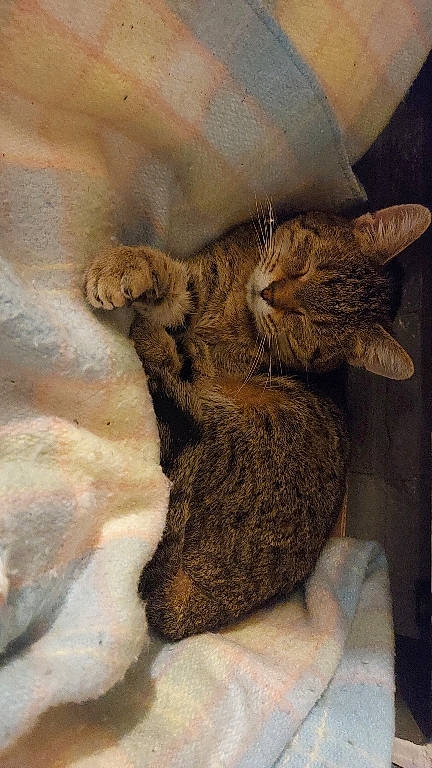 Scrat a rejoint le concours — aidez-le/la à gagner de superbes lots ! carnivore, cat, claw, domestic_short_haired_cat, fawn, felidae, fur, metal, pattern, paw, small_to_medium_sized_cats, snout, tail, terrestrial_animal, whiskers, wildlife, wood