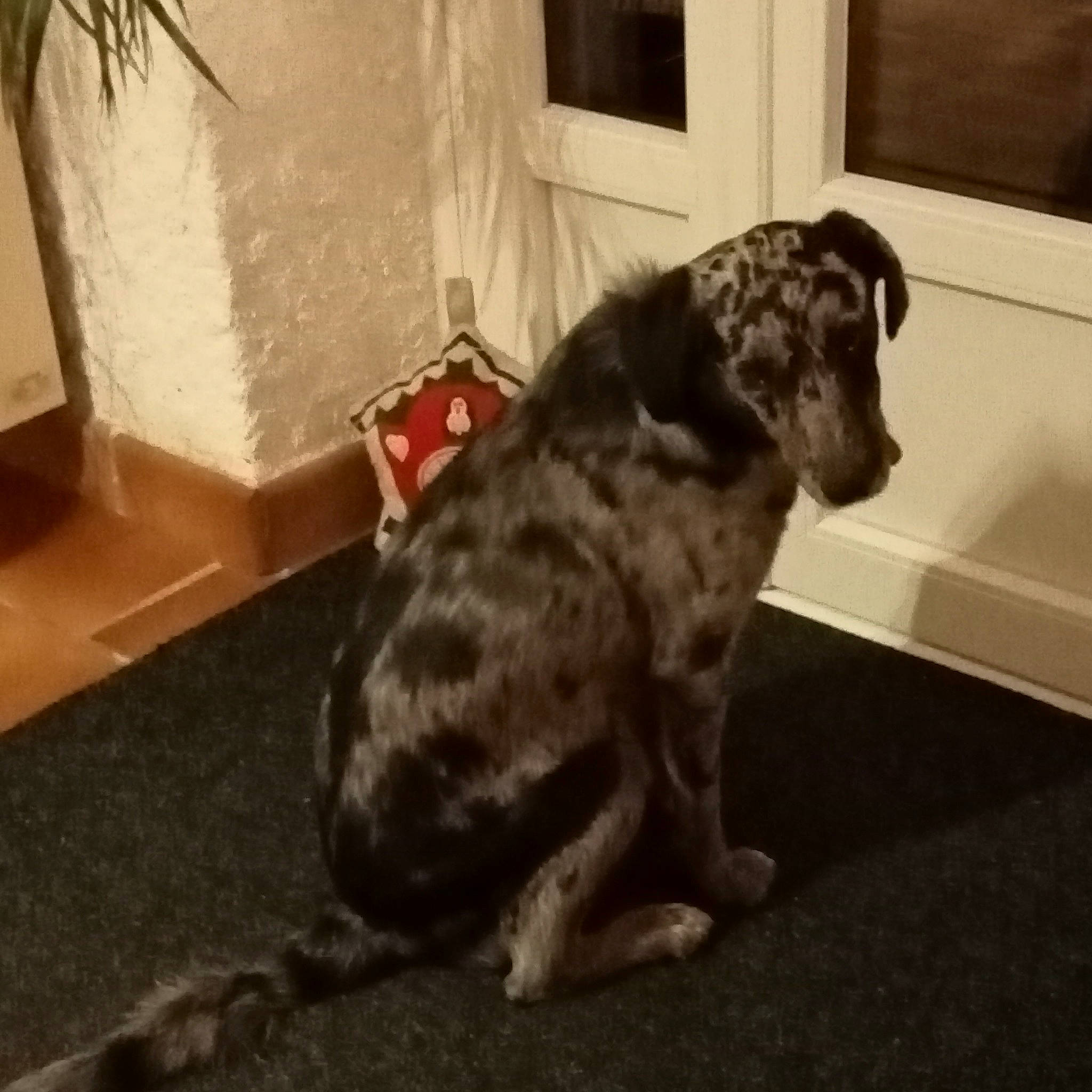 Scarlette a rejoint le concours — aidez-le/la à gagner de superbes lots ! canidae, carnivore, companion_dog, dog, dog_breed, flooring, fur, houseplant, liver, paw, plant, puppy, snout, sporting_group, street_dog, tail, terrestrial_animal, whiskers, window, working_animal