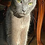 Iron participe au concours pour gagner de l'argent avec cette photo : animal, cat, close_up, curious, domestic_cat, feline, floor, fur, gray_cat, household, indoor, natural_light, pet, portrait, shadow, sitting, sunlight, whiskers, wooden_table, yellow_eyes