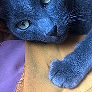 Iron participe au concours pour gagner de l'argent avec cette photo : animal, cat, close_up, cozy, cute, fabric, feline, fur, gray_cat, green_eyes, indoor, paw, pet, portrait, purple_cloth, relaxed, resting, soft_texture, whiskers, yellow_cloth