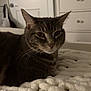 Snickerdoodles joined the competition — help win amazing prizes! cat, tabby, pet, indoor, bedroom, blanket, furniture, dressing_table, door, fur, animal, whiskers, relaxing, resting, cozy, home, mammal, cute, feline, sleepy