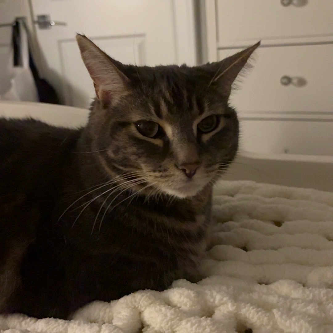Snickerdoodles joined the competition — help win amazing prizes! animal, bedroom, blanket, cat, cozy, cute, door, dressing_table, feline, fur, furniture, home, indoor, mammal, pet, relaxing, resting, sleepy, tabby, whiskers