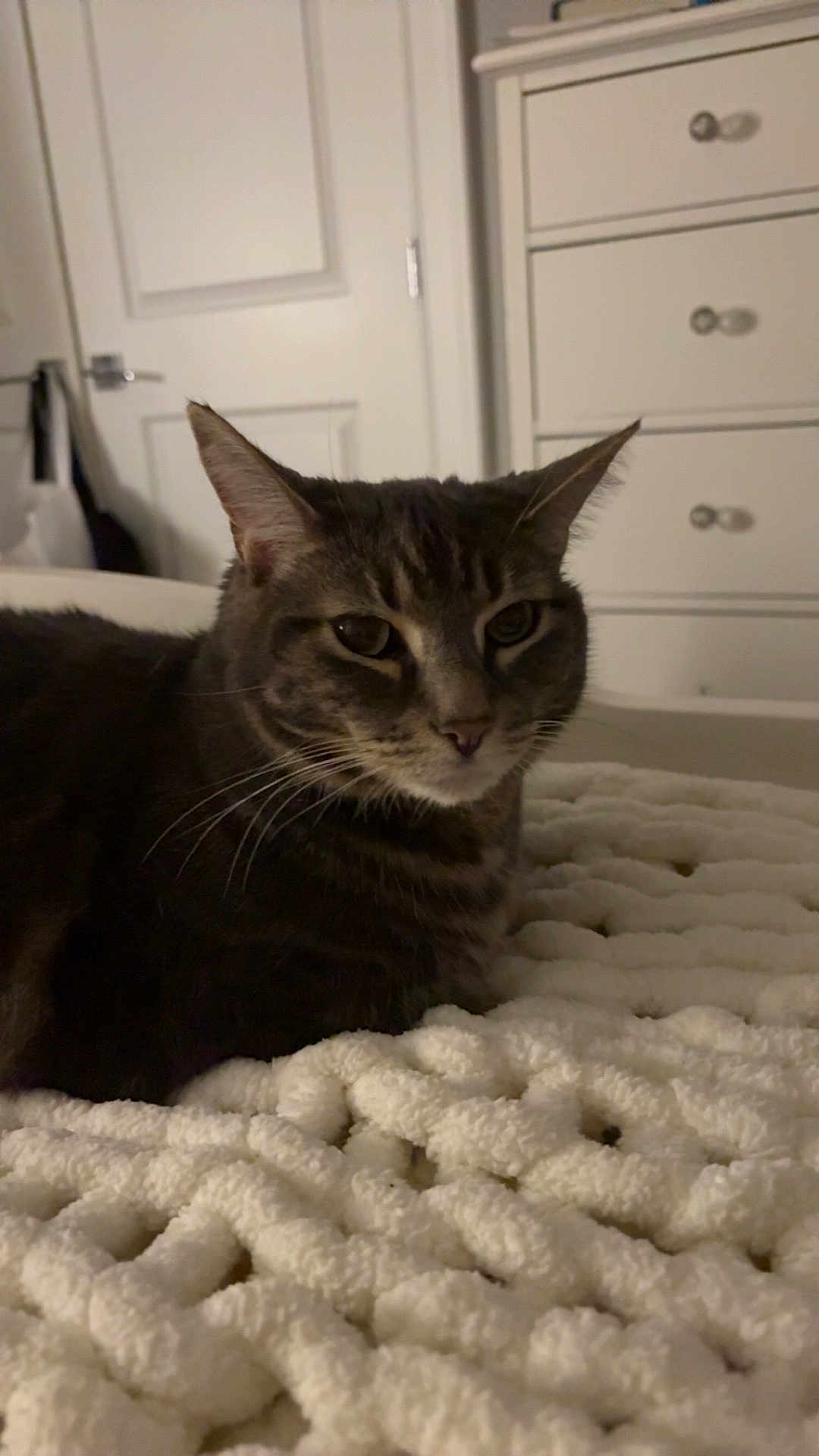Snickerdoodles joined the competition — help win amazing prizes! cat, tabby, pet, indoor, bedroom, blanket, furniture, dressing_table, door, fur, animal, whiskers, relaxing, resting, cozy, home, mammal, cute, feline, sleepy