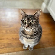 Snickerdoodles joined the competition — help win amazing prizes! cat, tabby, green_eyes, whiskers, fur, pet, indoor, floor, wooden_floor, curious, sitting, close_up, animal, domestic_cat, feline, cute, portrait, looking_up, blurred_background, house