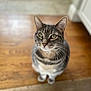 cat, tabby, green_eyes, whiskers, fur, pet, indoor, floor, wooden_floor, curious, sitting, close_up, animal, domestic_cat, feline, cute, portrait, looking_up, blurred_background, house