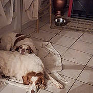 Nathalie Plantier a rejoint le concours — aidez-le/la à gagner de superbes lots ! dog, dogs, indoor, tile_floor, fireplace, rug, resting, brown_and_white, cozy, pet, animal, home, warm, comfort, relaxing, companion, quiet, floor, blanket, decor