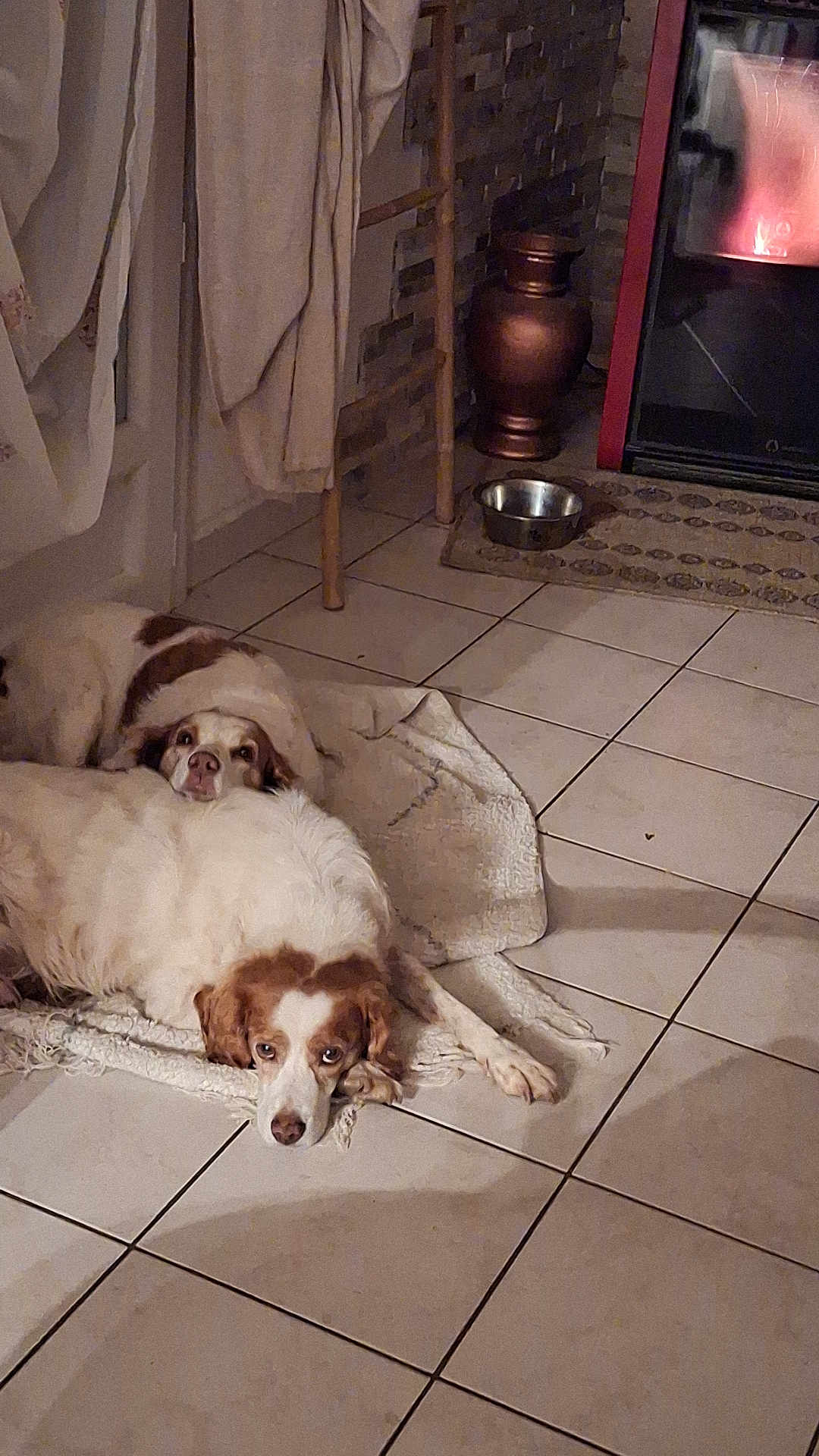 Nathalie Plantier a rejoint le concours — aidez-le/la à gagner de superbes lots ! dog, dogs, indoor, tile_floor, fireplace, rug, resting, brown_and_white, cozy, pet, animal, home, warm, comfort, relaxing, companion, quiet, floor, blanket, decor