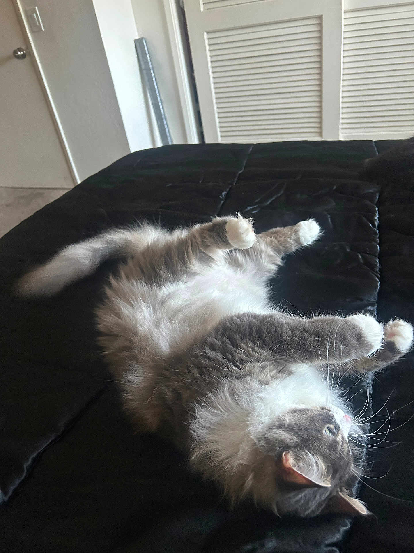Lili