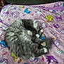 Lili is registered to the contest to win money with this photo: animal, blanket, carpet, cartoon_characters, cat, chair, cozy, curled_up, cute, fluffy, fur, gray, home, indoor, paw, pet, pink, resting, sleeping, white