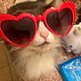 Lili is registered to the contest to win money with this photo: accessory, animal, blurred, cat, close_up, countertop, cute, domestic_cat, feline, fluffy, funny, heart_shaped, household_items, indoor, pet, pink_nose, red, sunglasses, tabletop, whiskers