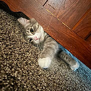 Lili is registered to the contest to win money with this photo: animal, carpet, cat, closeup, curious, cute, ears, floor, furniture, gray, indoor, kitten, paw, pet, playful, stretching, whiskers, white, wood, young