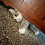 animal, carpet, cat, closeup, curious, cute, ears, floor, furniture, gray, indoor, kitten, paw, pet, playful, stretching, whiskers, white, wood, young