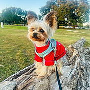 Luka joined the competition — help win amazing prizes! adventure, animal, canine, cute, daylight, dog, ears, fluffy, grass, harness, leash, log, nature, outdoor, park, pet, playful, red_sweater, small_dog, tree