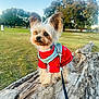 adventure, animal, canine, cute, daylight, dog, ears, fluffy, grass, harness, leash, log, nature, outdoor, park, pet, playful, red_sweater, small_dog, tree