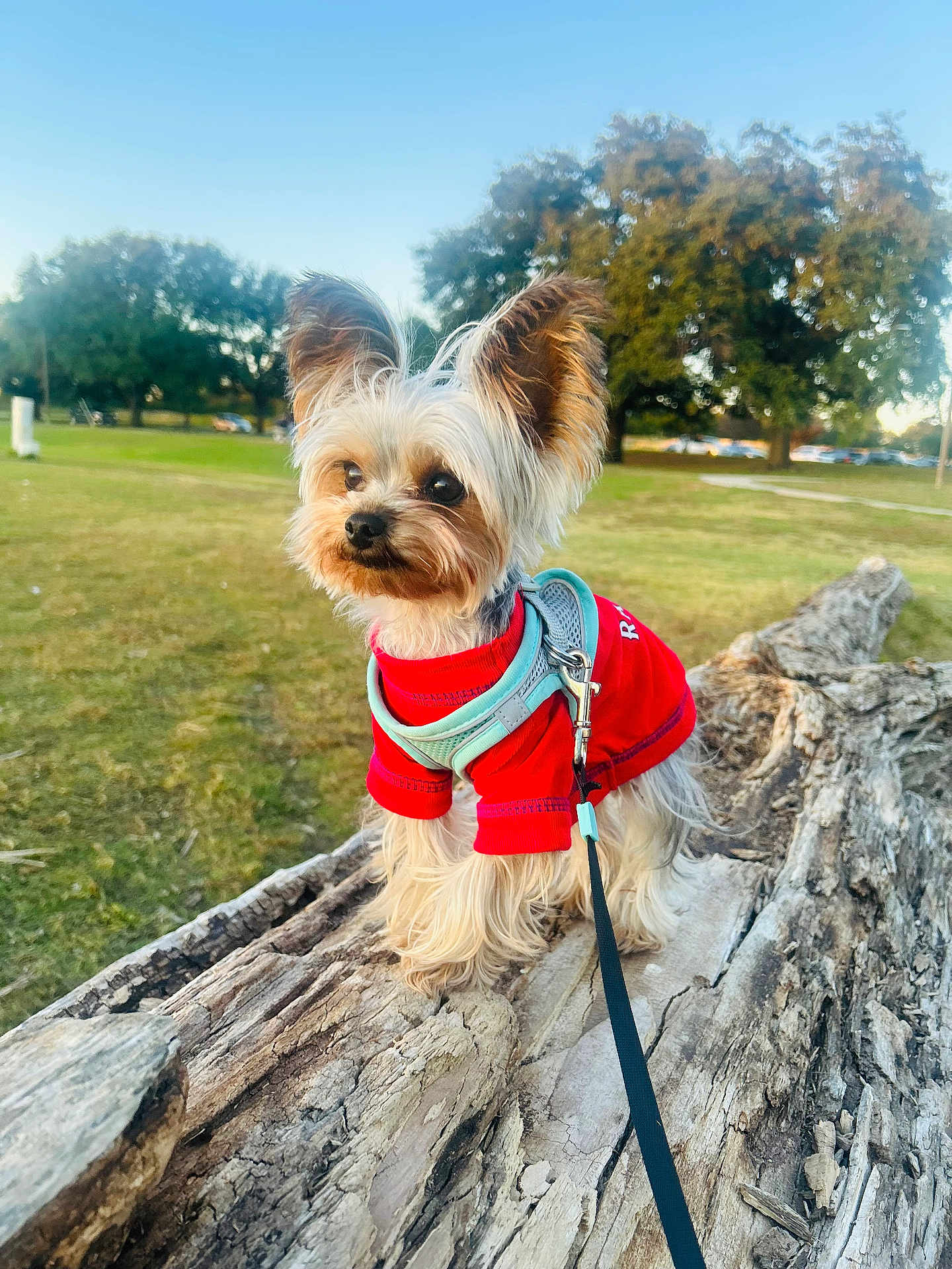 Luka joined the competition — help win amazing prizes! adventure, animal, canine, cute, daylight, dog, ears, fluffy, grass, harness, leash, log, nature, outdoor, park, pet, playful, red_sweater, small_dog, tree