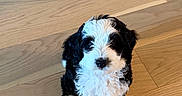 Bodie is registered to the contest to win money with this photo: puppy, dog, black_and_white, fluffy, pet, animal, cute, indoors, wooden_floor, small, sitting, fur, adorable, looking_up, young, domestic_animal, companion, friendly, canine, curly_fur