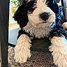 Bodie is registered to the contest to win money with this photo: puppy, dog, black_and_white, fluffy, fur, paw, chair, carpet, indoor, pet, cute, animal, relaxed, curious, closeup, young_dog, houseplant, furniture, resting, domestic_animal
