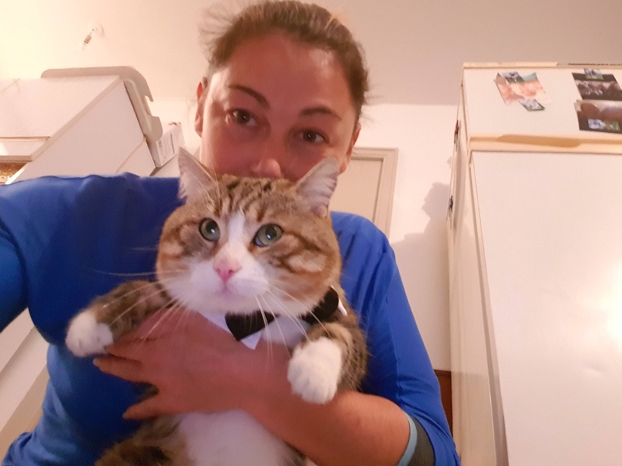 Tibi a rejoint le concours — aidez-le/la à gagner de superbes lots ! aegean_cat, american_shorthair, asian, carnivore, cat, domestic_short_haired_cat, ear, european_shorthair, eye, felidae, fur, kitten, nose, person, polydactyl_cat, shoulder, siberian, skin, small_to_medium_sized_cats, tabby_cat