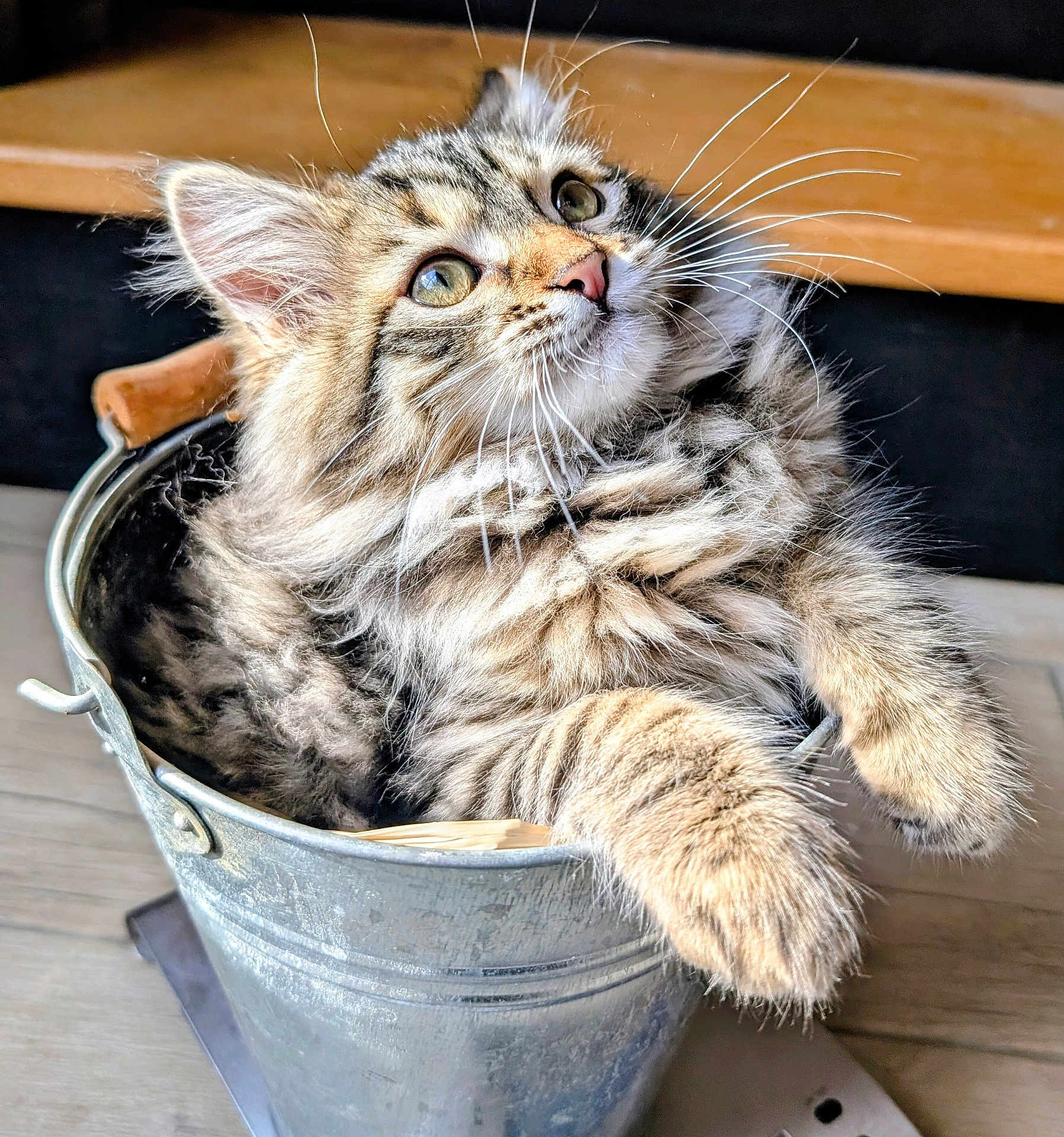 Neko a rejoint le concours — aidez-le/la à gagner de superbes lots ! animal, bucket, cat, closeup, curious, cute, domestic, feline, fluffy, household, indoor, kitten, metal_bucket, paws, pet, relaxed, tabby, whiskers, wooden_floor, young
