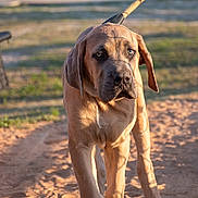 Diesel joined the competition — help win amazing prizes! animal, brown_fur, canine, closeup, cute, daytime, dog, ears, furry, leash, nature, outdoor, pet, puppy, sand, shadow, snout, sunlight, walking, young_dog