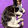 Nova is registered to the contest to win money with this photo: animal, calico_cat, cat, closeup, cute, domestic_animal, fabric, feline, fur, indoor, lying_down, paws, pet, portrait, purple_background, relaxed, resting, soft_light, tail, whiskers