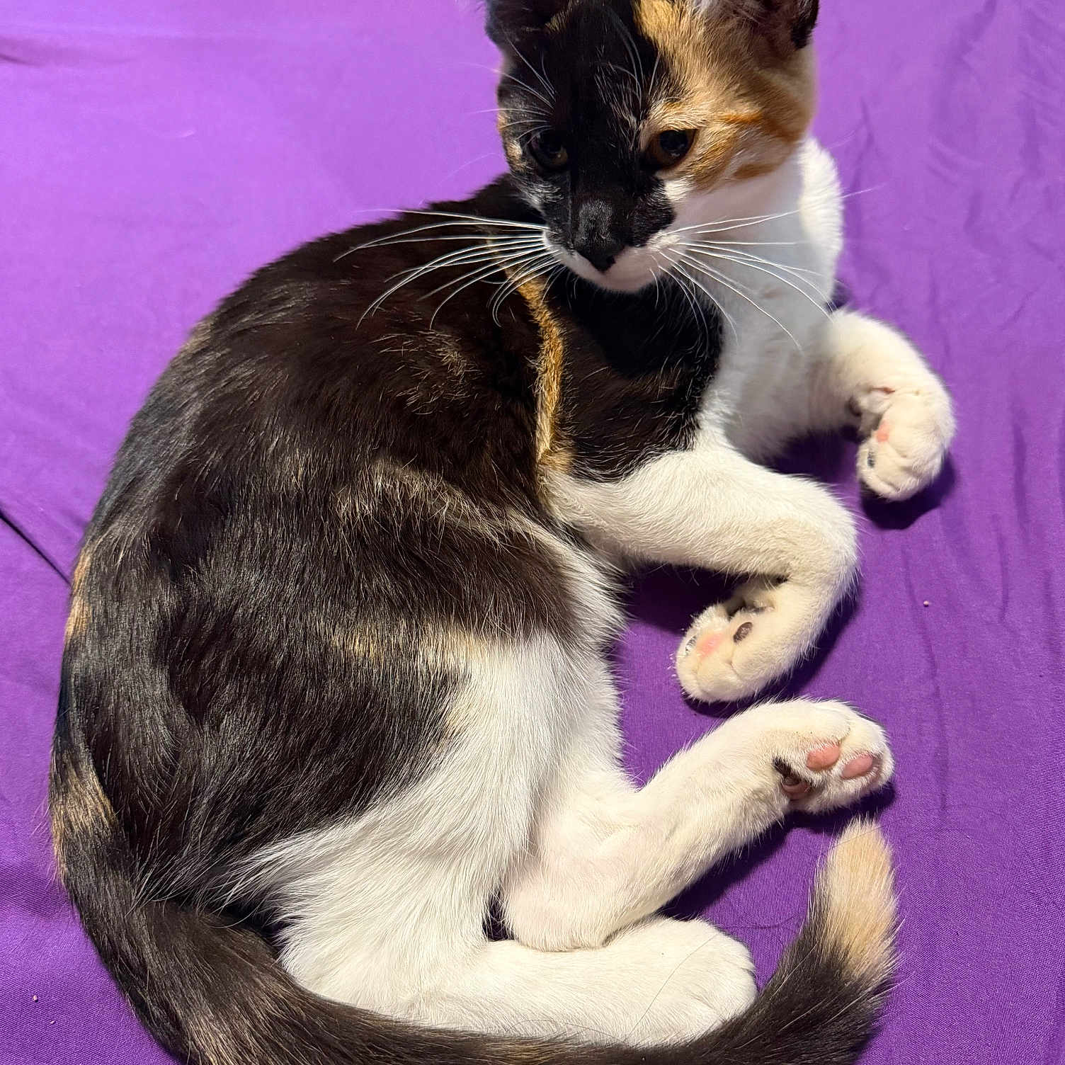 Nova