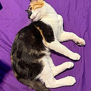 Nova joined the competition — help win amazing prizes! animal, calico, cat, close_up, cute, domestic_cat, feline, fur, head_turn, indoor, laying_down, paw, pet, purple_background, relaxed, sleepy, soft_texture, sunlight, tail, whiskers