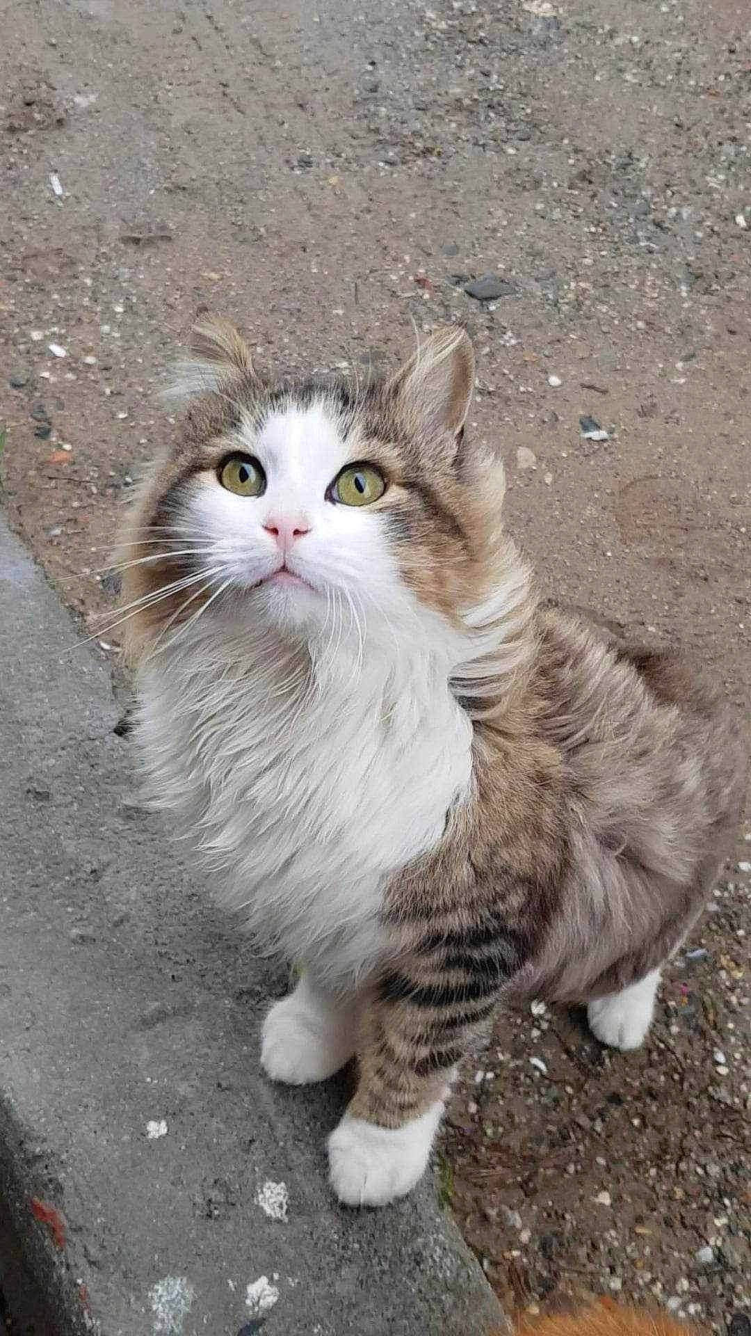 Lion participe au concours pour gagner de l'argent avec cette photo : asphalt, carnivore, cat, claw, domestic_short_haired_cat, eye, fawn, felidae, foot, fur, paw, road_surface, sitting, small_to_medium_sized_cats, snout, street, tail, terrestrial_animal, whiskers, window
