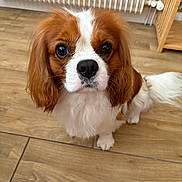 Suki participe au concours pour gagner de l'argent avec cette photo : dog, puppy, cavalier_king_charles_spaniel, pet, animal, brown_and_white, floor, wooden_floor, indoor, radiator, fur, cute, looking_up, small_dog, ears, tail, whiskers, companion, adorable, household