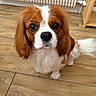 dog, puppy, cavalier_king_charles_spaniel, pet, animal, brown_and_white, floor, wooden_floor, indoor, radiator, fur, cute, looking_up, small_dog, ears, tail, whiskers, companion, adorable, household
