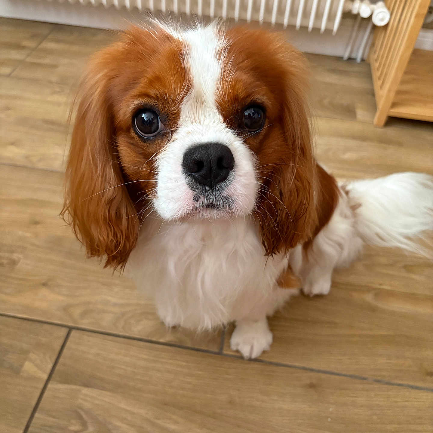 Suki