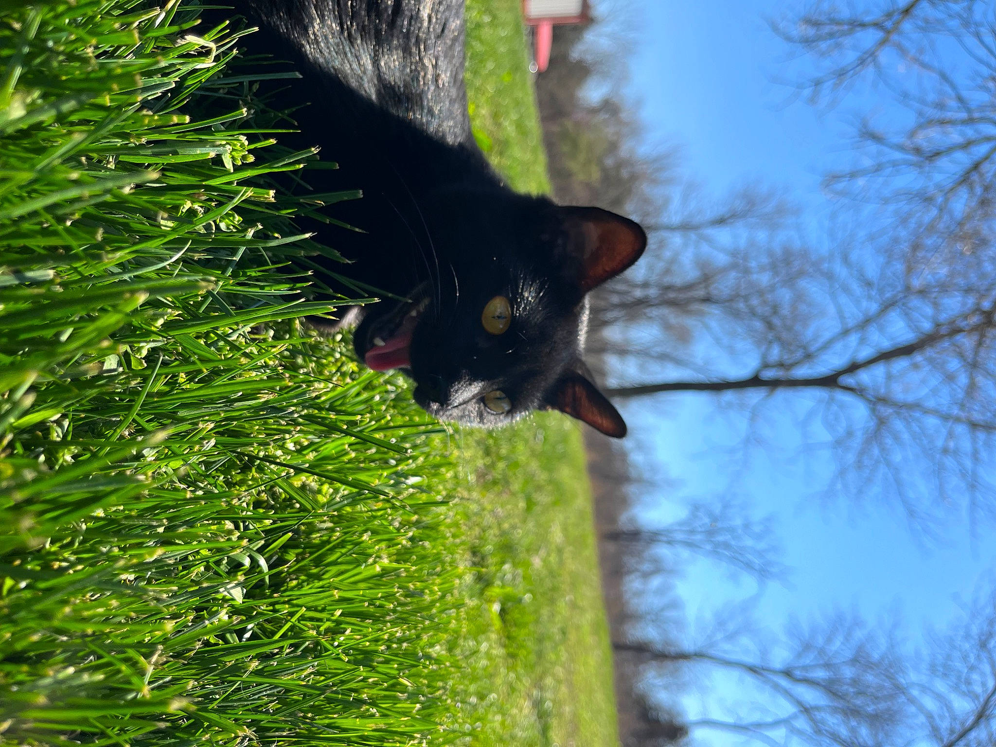 Auggie joined the competition — help win amazing prizes! branch, carnivore, cat, dog_breed, domestic_short_haired_cat, felidae, fur, grass, plant, shrub, sky, small_to_medium_sized_cats, tail, terrestrial_animal, terrestrial_plant, tree, trunk, twig, whiskers, wildlife