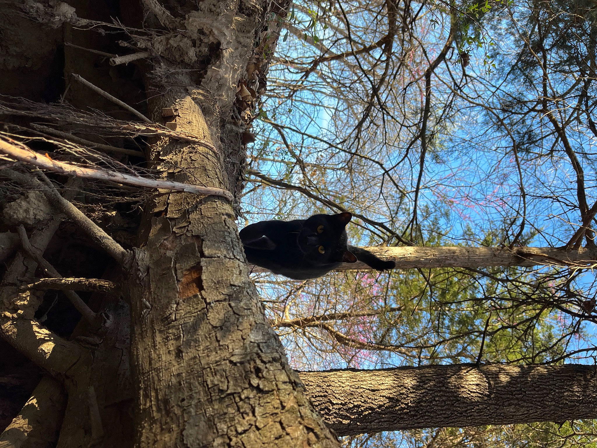 Auggie joined the competition — help win amazing prizes! beak, deciduous, forest, grass, natural_landscape, northern_hardwood_forest, old_growth_forest, plant, plant_stem, sky, temperate_broadleaf_and_mixed_forest, tints_and_shades, tree, trunk, twig, wildlife, winter, wood, woodland, woody_plant