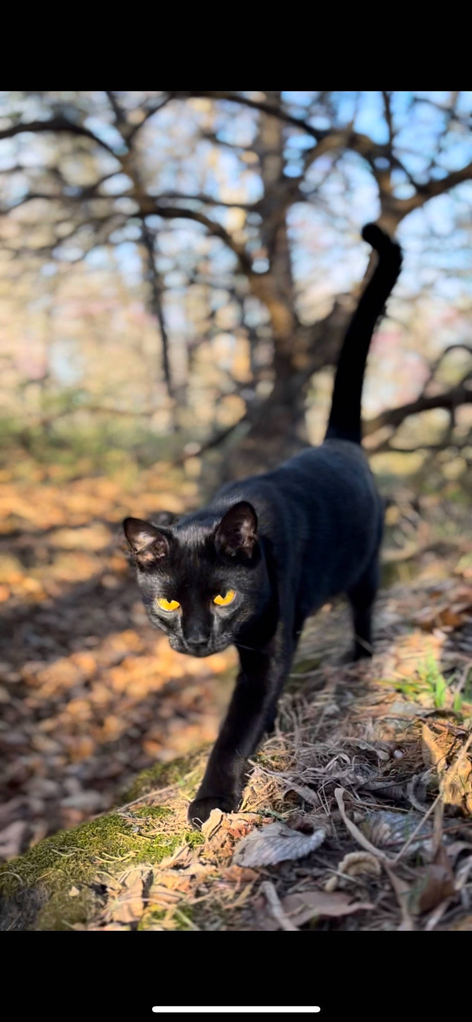 Auggie is registered to the contest to win money with this photo: bombay, carnivore, cat, domestic_short_haired_cat, fawn, felidae, forest, fur, grass, plant, small_to_medium_sized_cats, snout, tail, terrestrial_animal, tints_and_shades, tree, trunk, twig, whiskers, wood