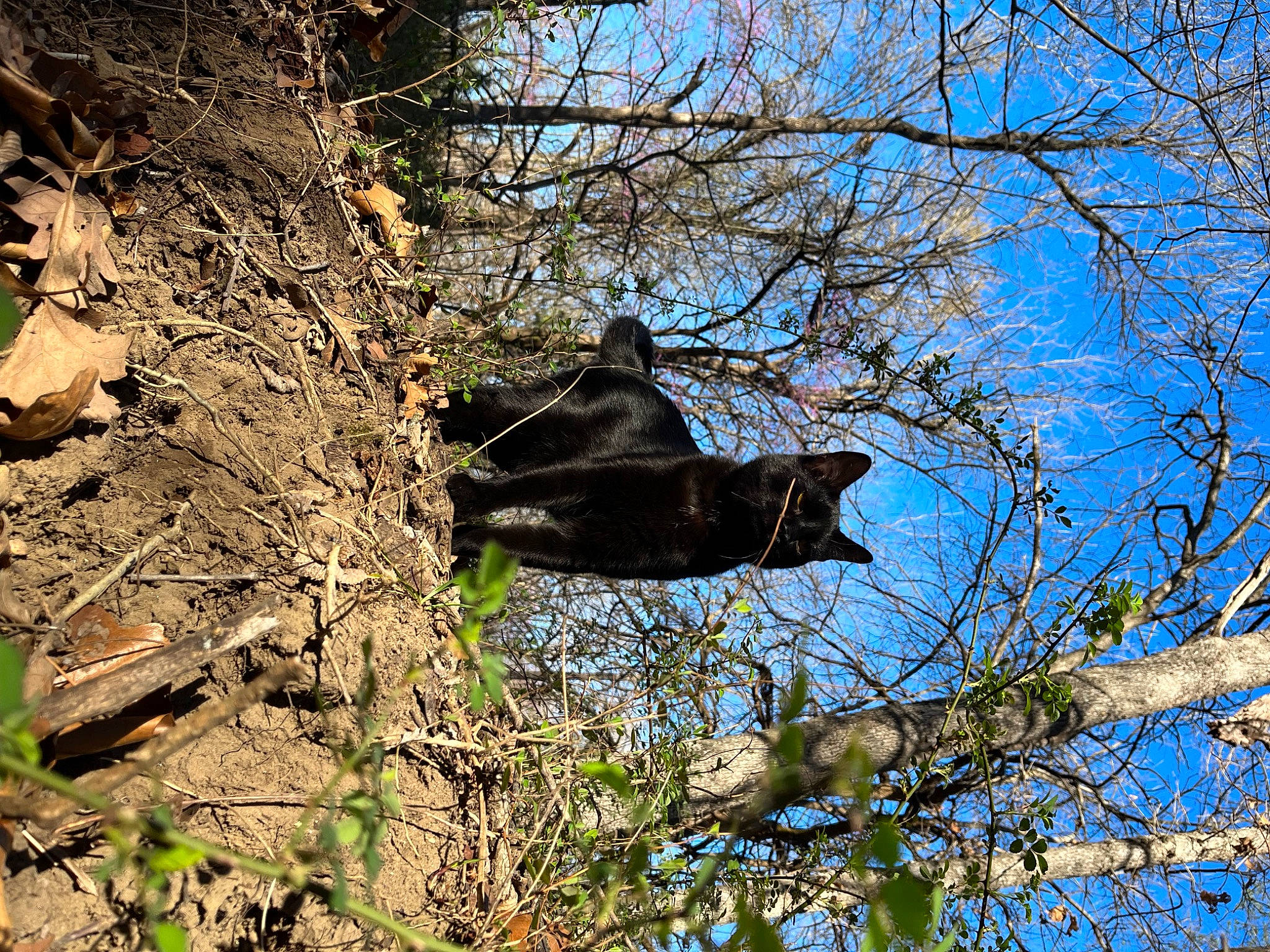 Auggie joined the competition — help win amazing prizes! bedrock, branch, deciduous, grass, natural_landscape, natural_material, northern_hardwood_forest, plant, plant_stem, rock, sky, terrestrial_animal, tree, trunk, twig, wildlife, wood, woodland