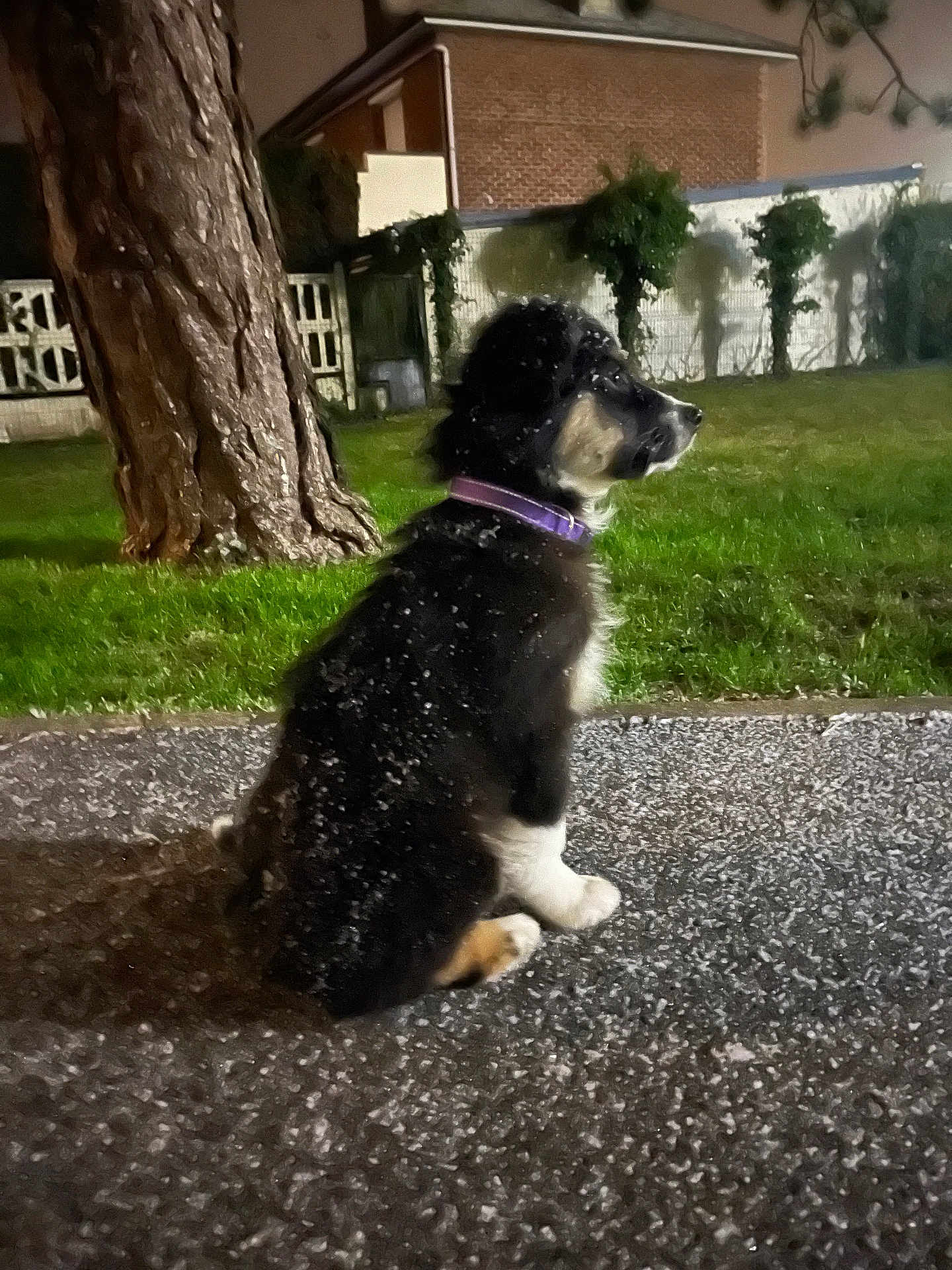 Saïko participe au concours pour gagner de l'argent avec cette photo : dog, puppy, black_and_white, collar, purple_collar, sitting, night, outdoor, grass, tree, house, garden, gravel, pet, animal, side_view, quiet, loyal, fence, background