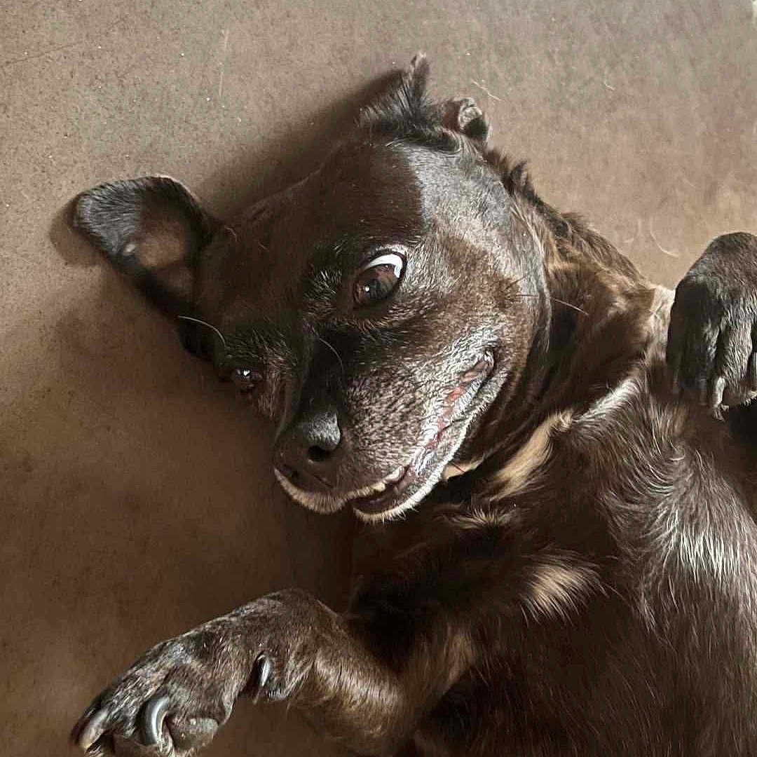 Gigi