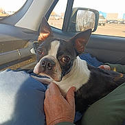 Roscoe is registered to the contest to win money with this photo: dog, boston_terrier, pet, car, window, side_mirror, hand, lap, sunlight, animal, companion, indoor, portrait, cute, black_and_white, ears, face, fur, resting, human