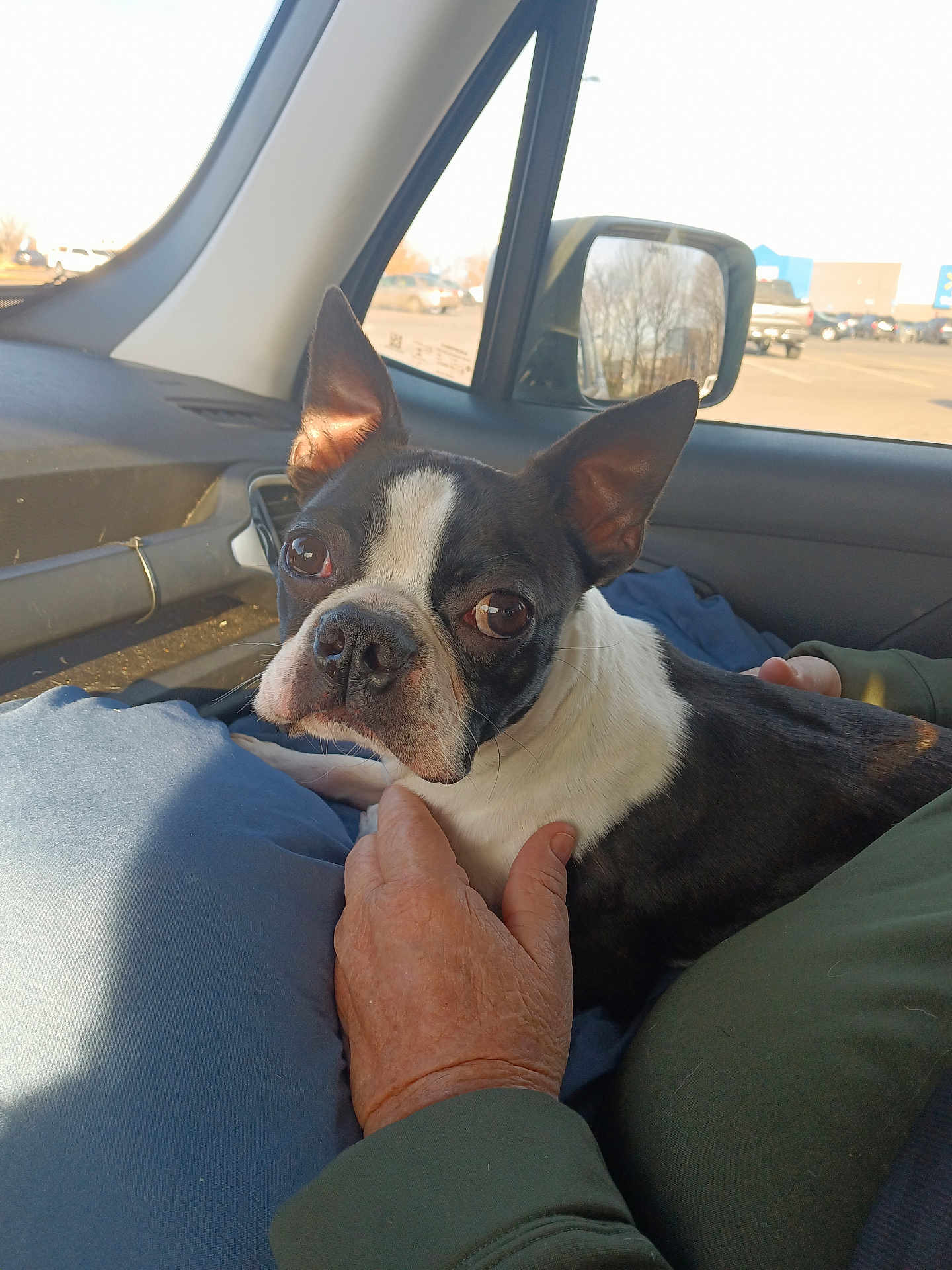 Roscoe is registered to the contest to win money with this photo: dog, boston_terrier, pet, car, window, side_mirror, hand, lap, sunlight, animal, companion, indoor, portrait, cute, black_and_white, ears, face, fur, resting, human
