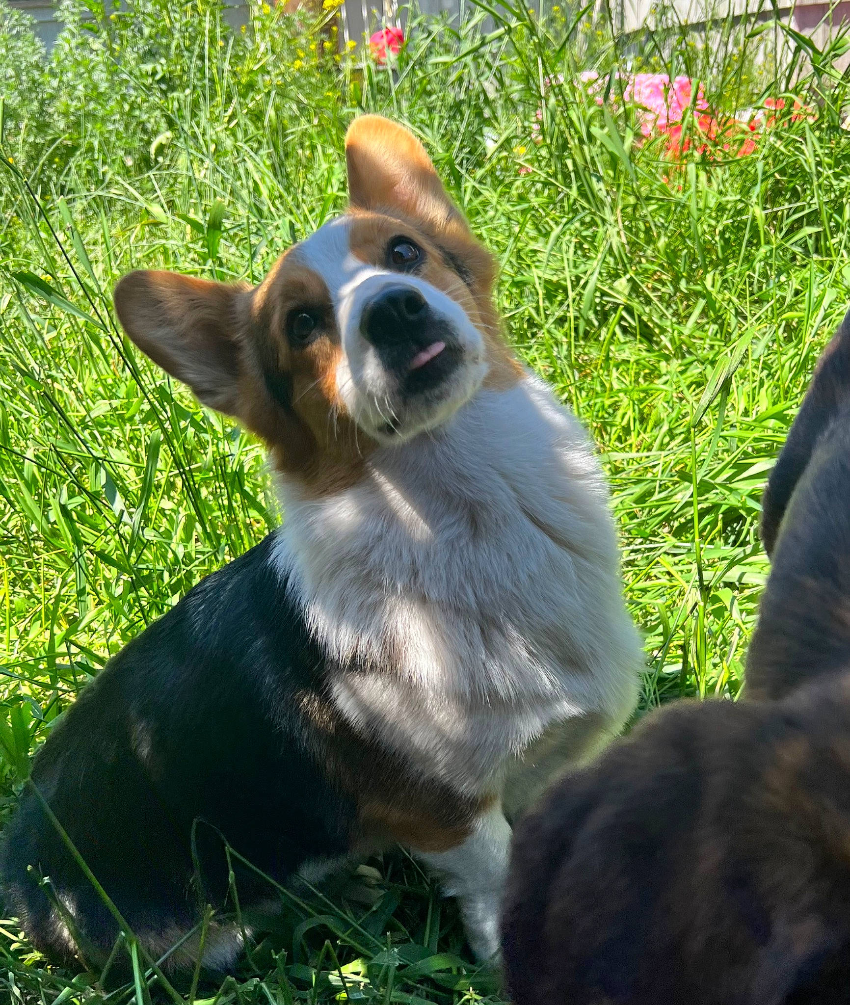 Boomer joined the competition — help win amazing prizes! australian_cattle_dog, canidae, carnivore, companion_dog, corgi_chihuahua, dog, dog_breed, fawn, grass, herding_dog, plant, sporting_group, terrestrial_animal, toy_dog, whiskers, working_dog