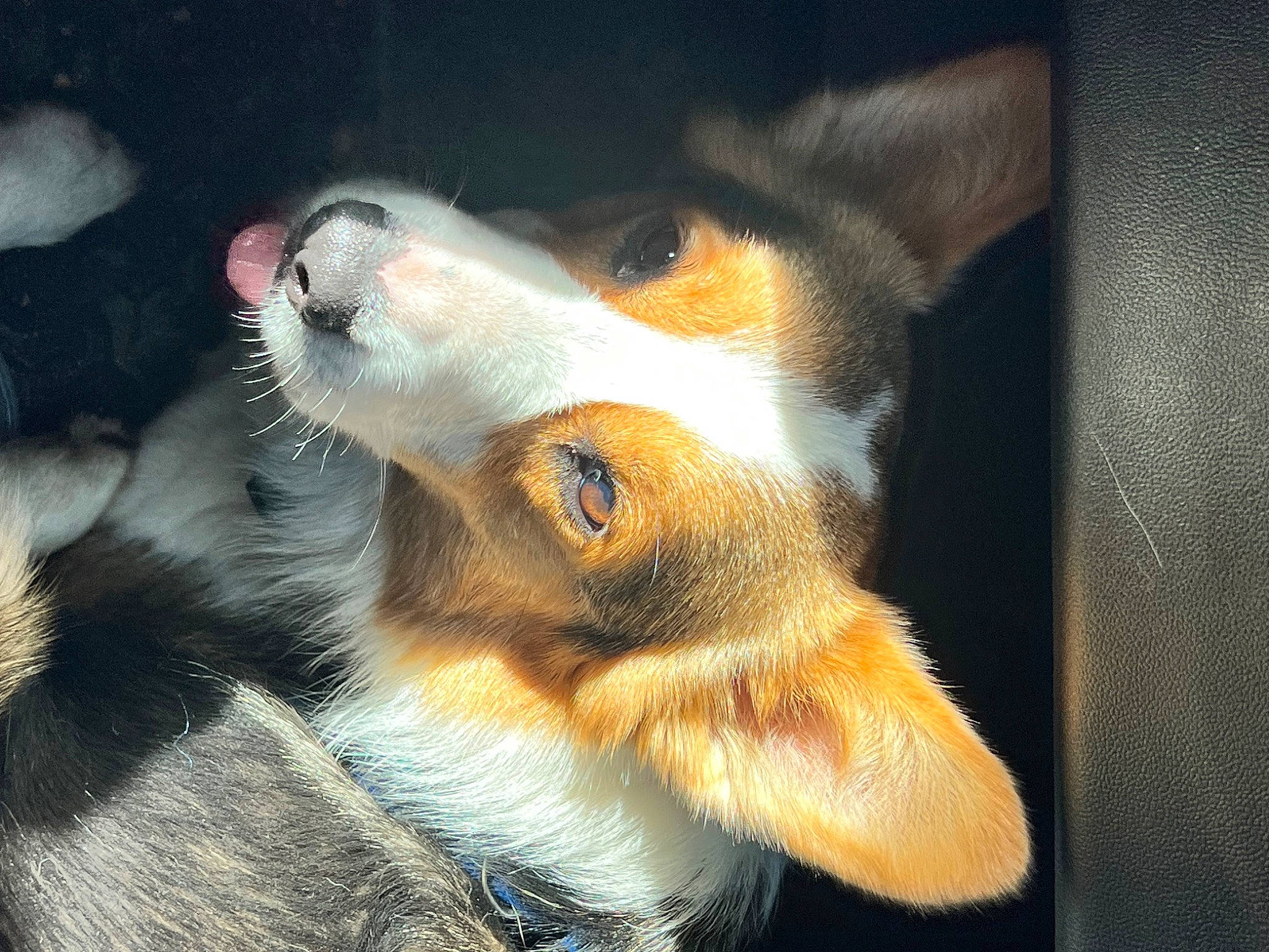 Boomer joined the competition — help win amazing prizes! canidae, carnivore, close_up, companion_dog, dog, dog_breed, fur, paw, puppy, sporting_group, terrestrial_animal, whiskers, working_dog