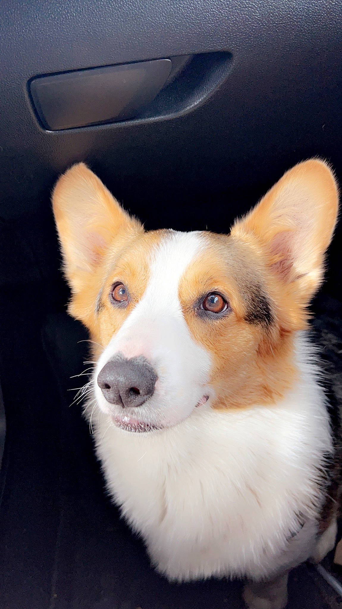 Boomer joined the competition — help win amazing prizes! ancient_dog_breeds, canidae, carnivore, companion_dog, dog, dog_breed, door, ear, fawn, fur, non_sporting_group, snout, sporting_group, terrestrial_animal, vehicle_door, whiskers, window, windshield, working_animal, working_dog